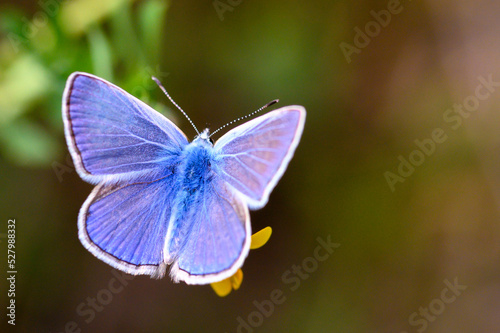 Schmetterling © Peter