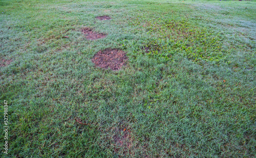 Green grass and some dry areas need improvement.