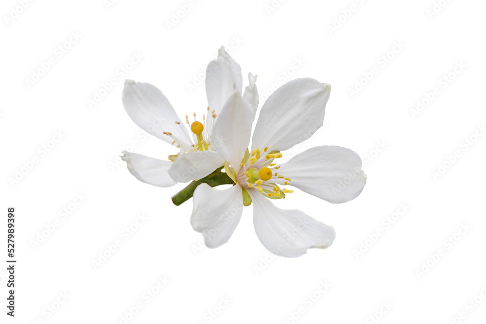 Citrus white flowers isolated transparent png. Trifoliate orange blossom. Poncirus trifoliata flowering. Citrus white flowers isolated transparent png. Trifoliate orange blossom. Poncirus trifoliata flowering.