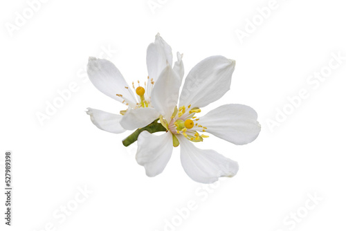 Fototapeta Naklejka Na Ścianę i Meble -  Citrus white flowers isolated transparent png. Trifoliate orange blossom. Poncirus trifoliata flowering.