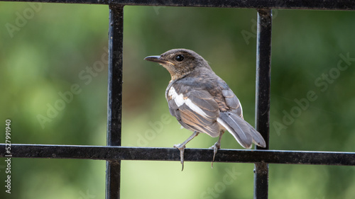 Juvenile oriental magpie robin perched on a fence in India