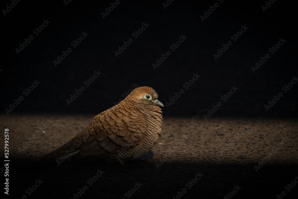 The zebra dove or barred ground dove is standing on the cement floor under the shade and the light is passing through it, the image in dark tone concept. The zebra dove or barred ground dove is standing on the cement floor under the shade and the light is passing through it, the image in dark tone concept.