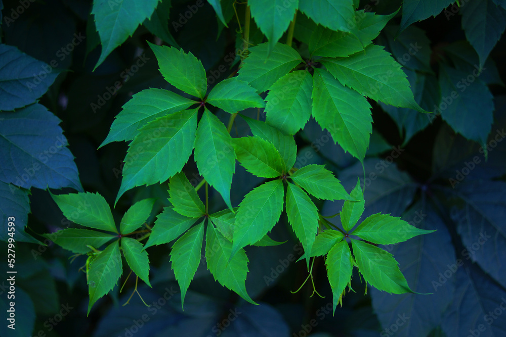 Young green shoots and leaves