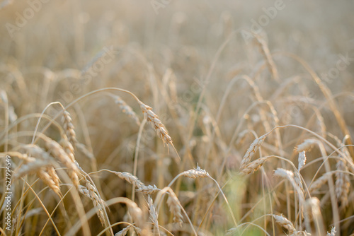 erysipelas spikelets in the field photo