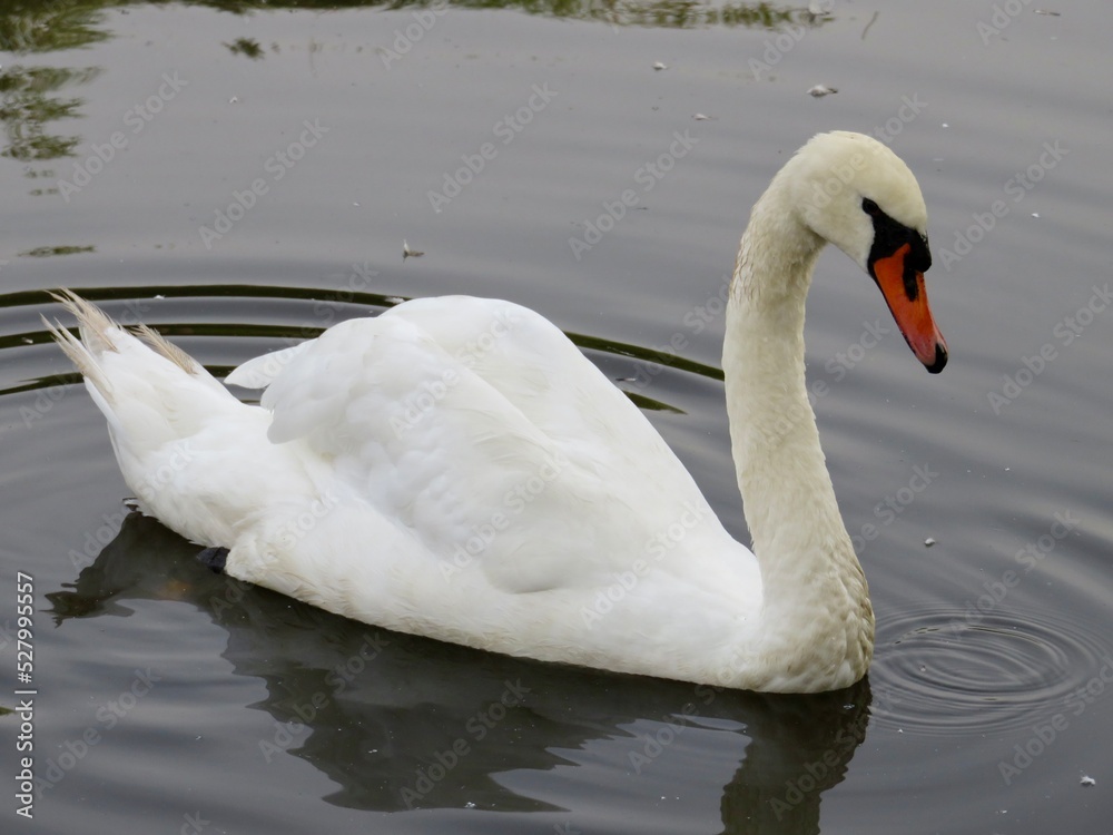 Fototapeta premium swan swim on the pool