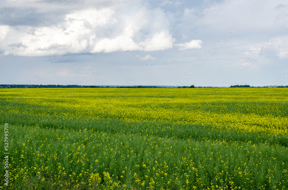 A field of bright yellow rapeseed in the middle of summer. The rapeseed has grown and is finishing blooming. A field of bright yellow rapeseed in the middle of summer. The rapeseed has grown and is finishing blooming.