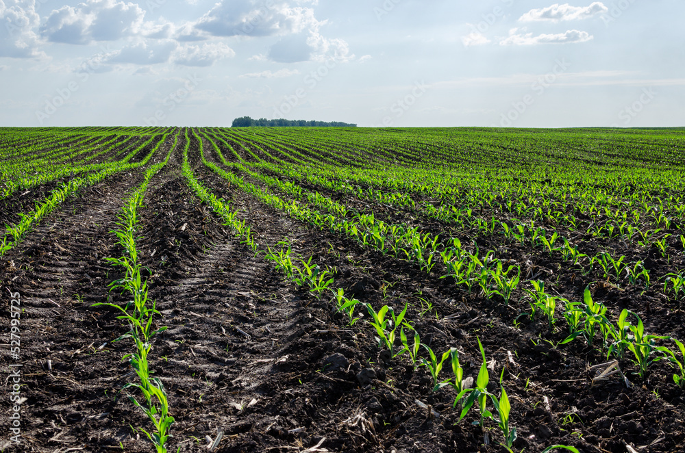 Corn field with young plants on fertile soil, close-up with bright green on dark brown