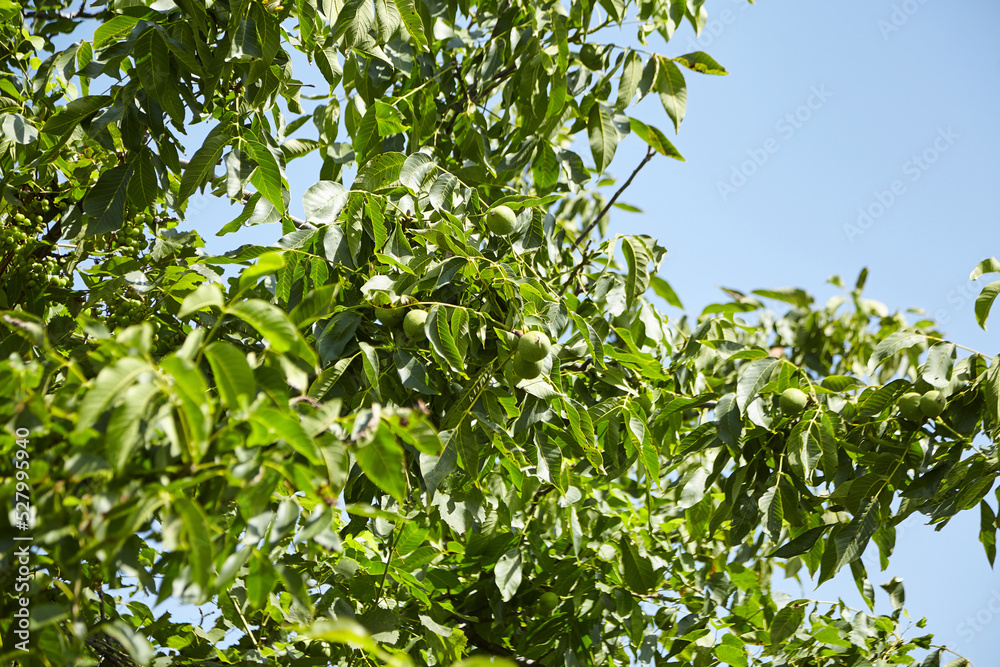 Walnut tree with walnut fruit in green pericarp