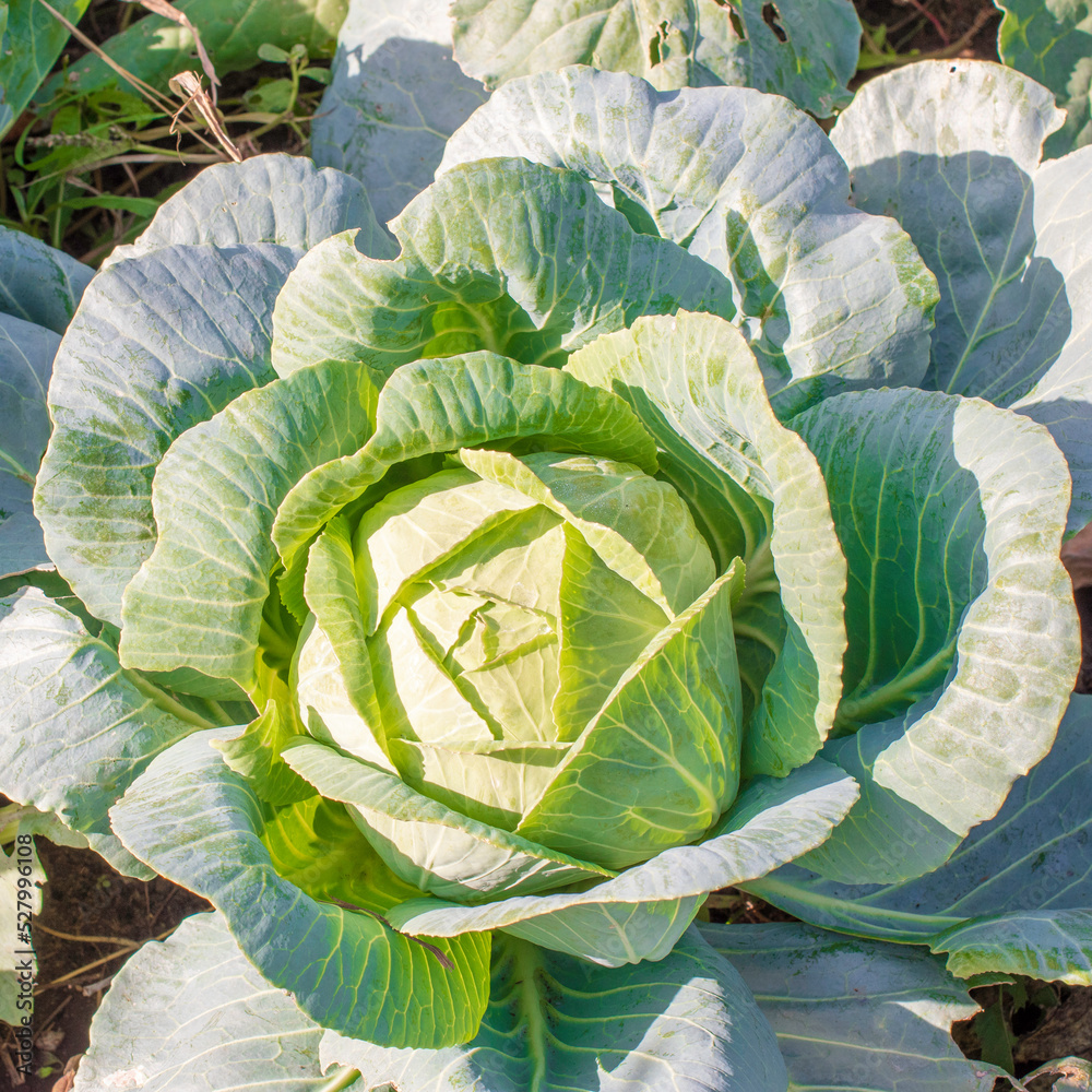 Obraz premium Head of green fresh cabbage