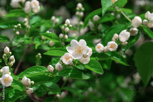 Close up of jasmine flowers in a garden.
