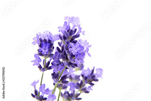 Lavender flowers closeup isolated on white