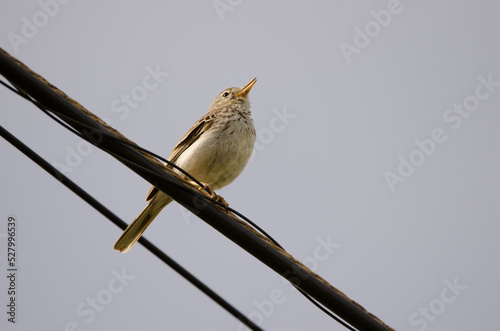 Berthelot's pipit Anthus berthelotii singing on a electric cable. San Lorenzo. Las Palmas de Gran Canaria. Gran Canaria. Canary Islands. Spain. photo