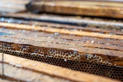 Organic Beehive, professional honey production