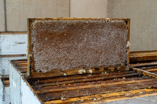 Organic Beehive, professional honey production