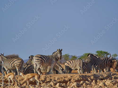 Group of Plains Zebras with red Hartebeest at a water hole
