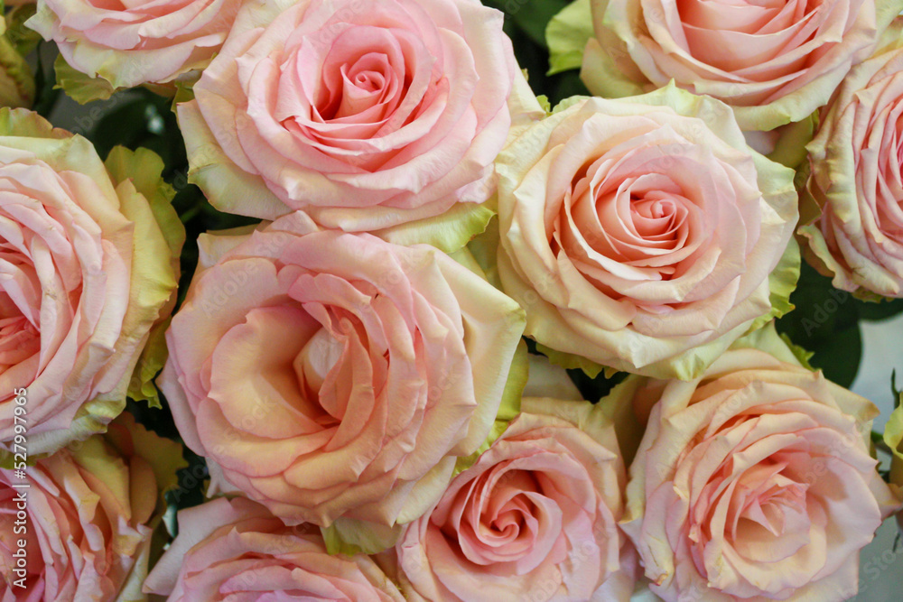 pink rose bloom pink rose bloom