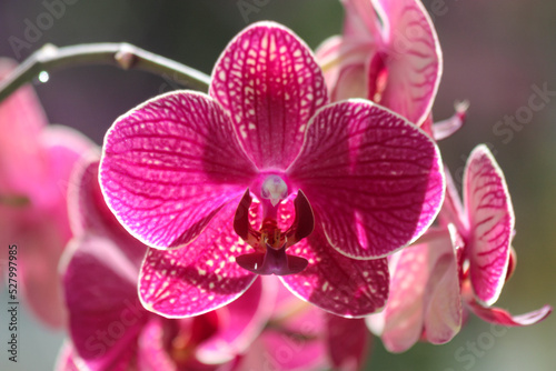 pink orchid flower