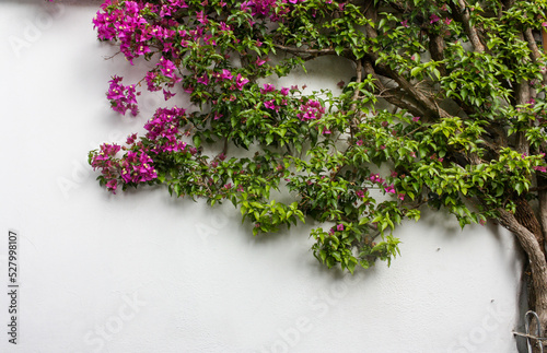 bougainvillea growing along a wall in Amalfi  Italy