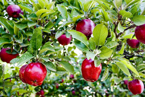 Ripe Apples tree branch in summer season 