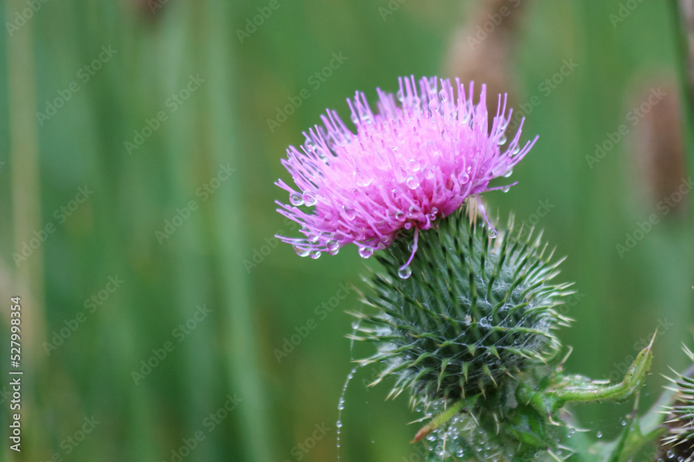 purple thistles with morning dew
purple thistles with morning dew