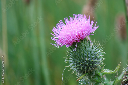 Canvas Print purple thistles with morning dew