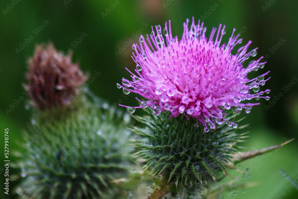 Fototapeta premium purple thistle bloom with morning dew