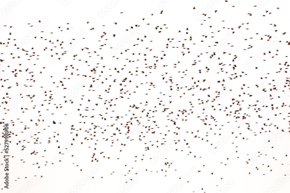 Large flock of birds on a white background.