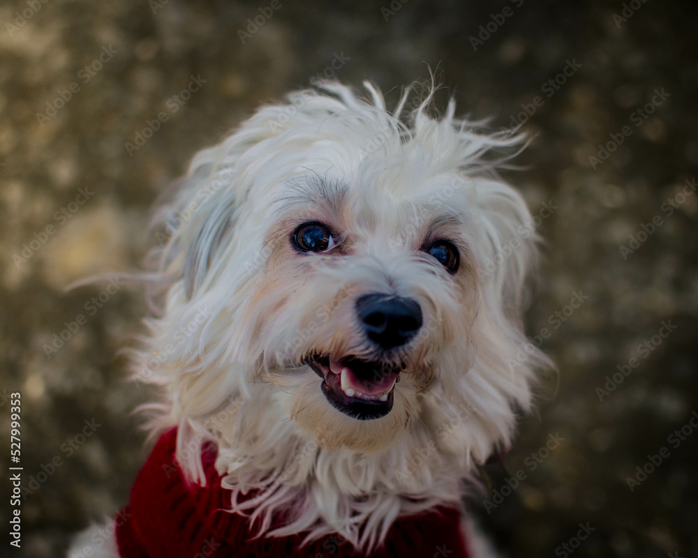 portrait of a white dog