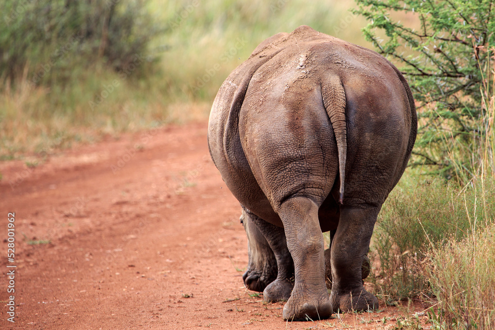 Fototapeta premium Rhino from the rear
