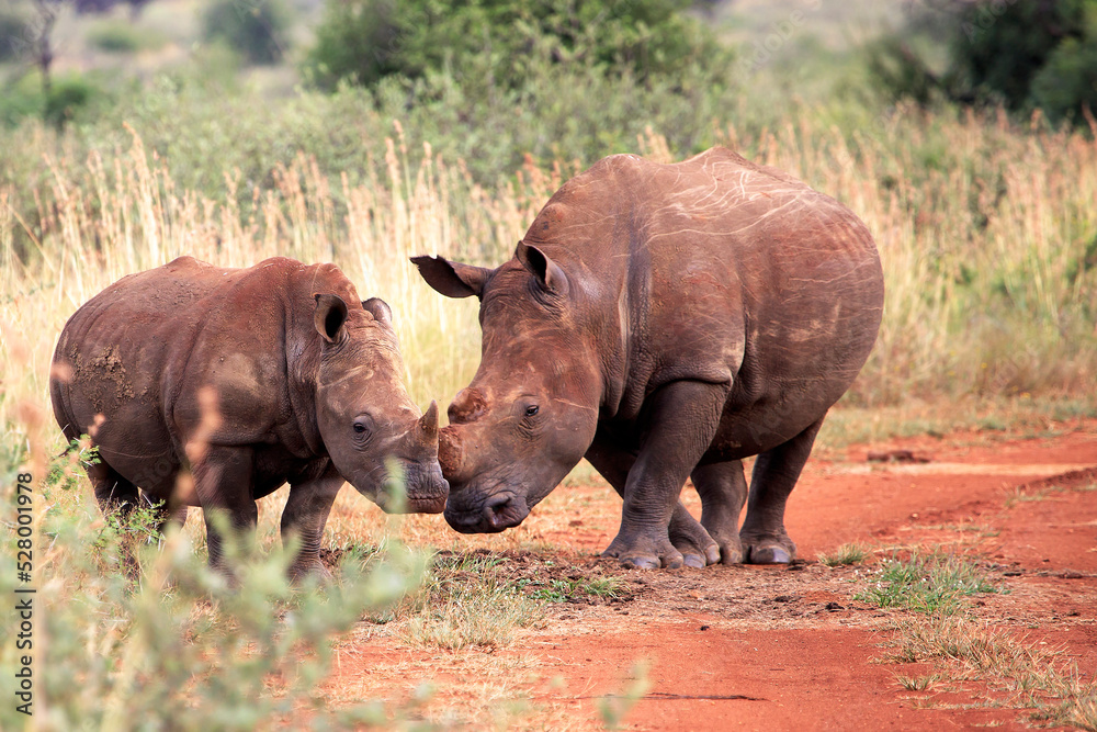 Fototapeta premium Rhino mother with calf