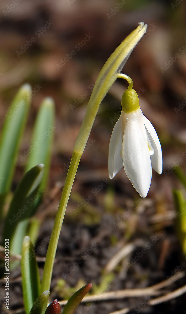 Snowdrop - plant flower