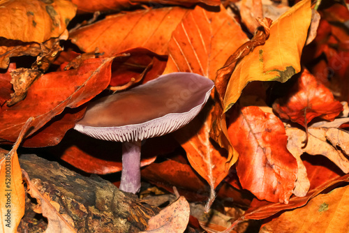 Pilz Butterrübling, Kastanienrübling, Rhodocollybia butyracea, Collybia butyracea, 