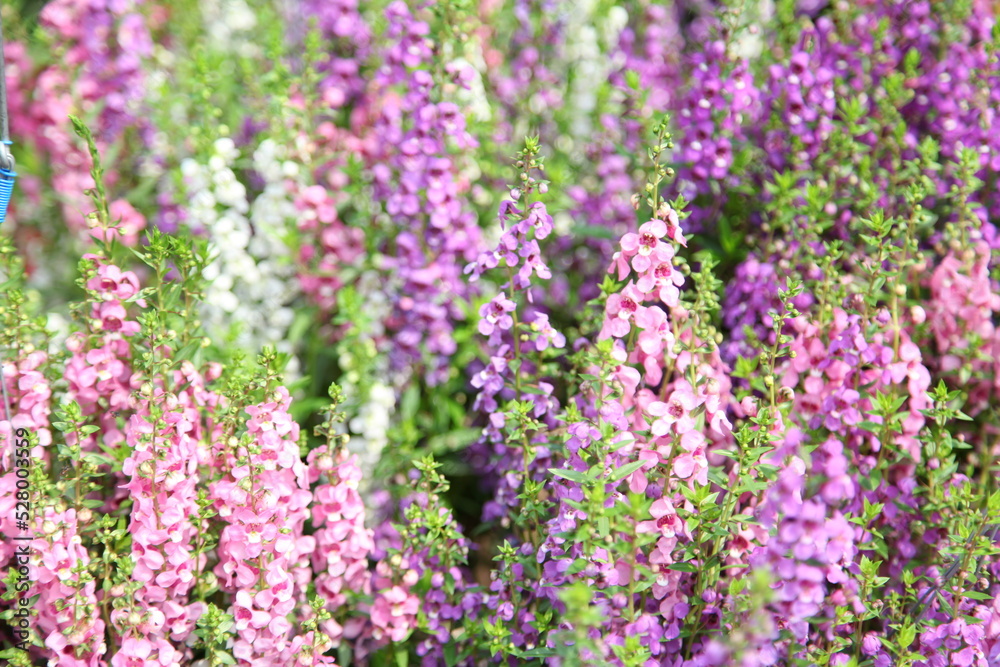 Forget me not field background