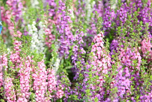 Forget me not field background