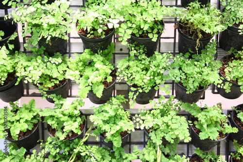 Little fern plants in flower pots at the shop © Suwit