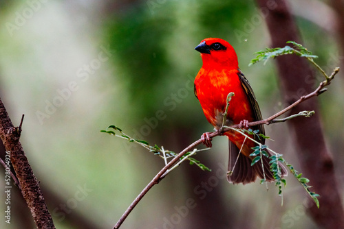 A male bird in striking red color of the genus Madagascar weaver isolated in the wild on the island of Mauritius