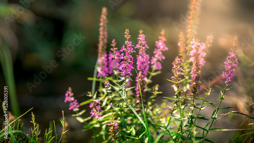 Nature background with sunbeams. Autumnal nature at sunset in Bavaria Germany