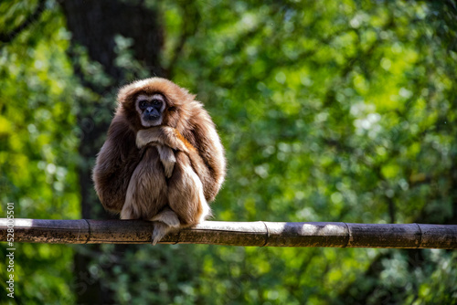 Capuchin monkey posing as the thinker sitting on a branch
