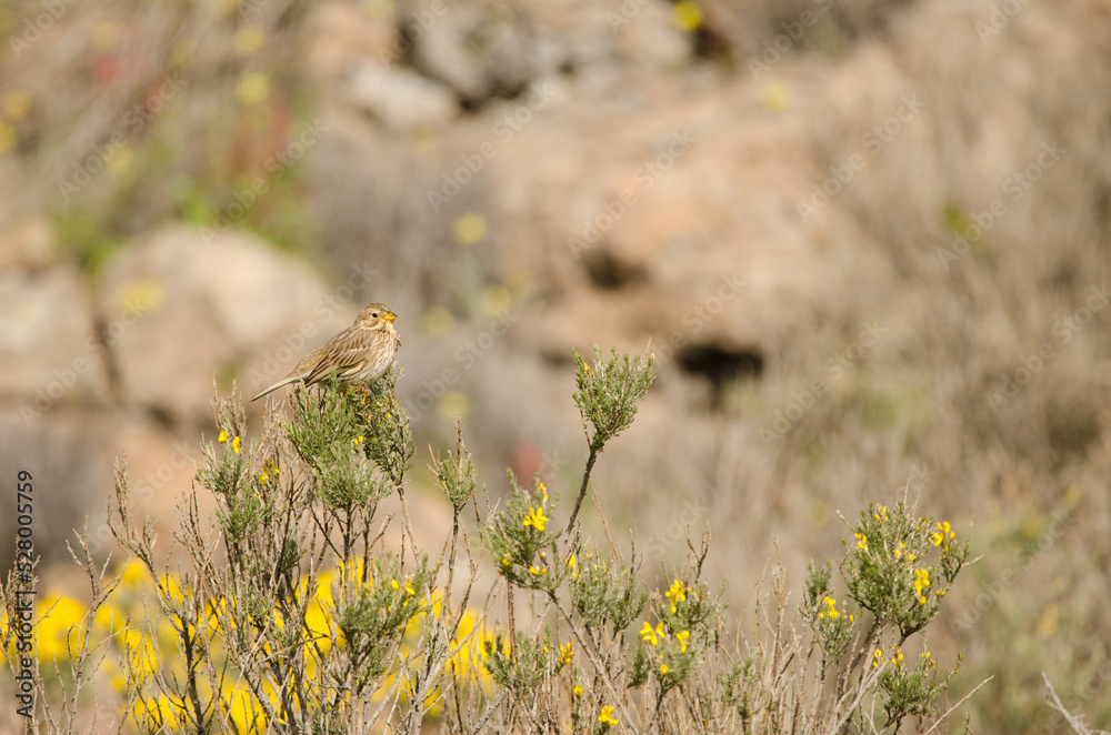 Corn bunting Emberiza calandra. San Bartolome de Tirajana. Gran Canaria. Canary Islands. Spain. Corn bunting Emberiza calandra. San Bartolome de Tirajana. Gran Canaria. Canary Islands. Spain.