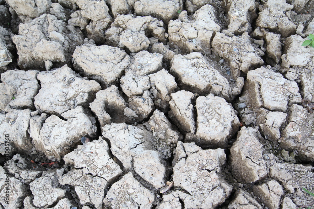 Many small shells on cracked ground texture Many small shells on cracked ground texture