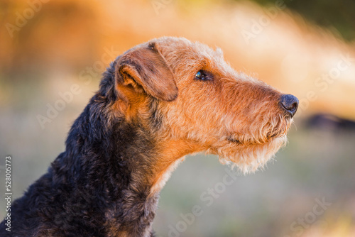 Portrait eines Airedale Terrier Rüden photo