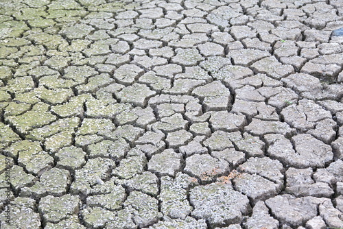 Many small shells on cracked ground texture