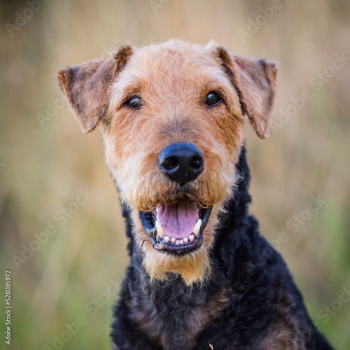 Portrait eines Airedale Terrier Rüden