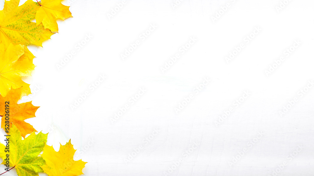 Banner of the background of many yellow maple leaves with space for text on a white background. Autumn Leaf Background Banner of the background of many yellow maple leaves with space for text on a white background. Autumn Leaf Background