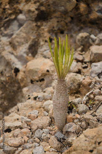 Bud of the succulent plant Kleinia neriifolia. San Bartolome de Tirajana. Gran Canaria. Canary Islands. Spain. photo