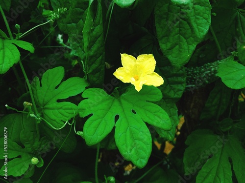 可憐な黄色いニガウリの花
