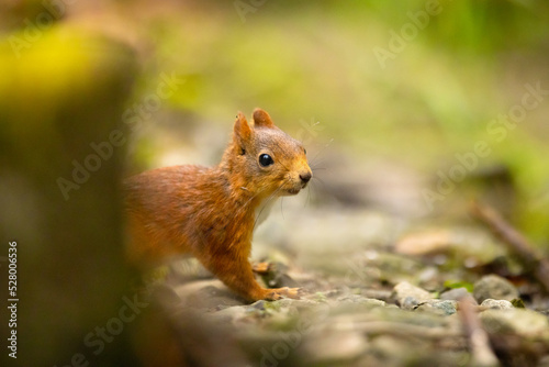 Curious red squirrel standing at the forest floor