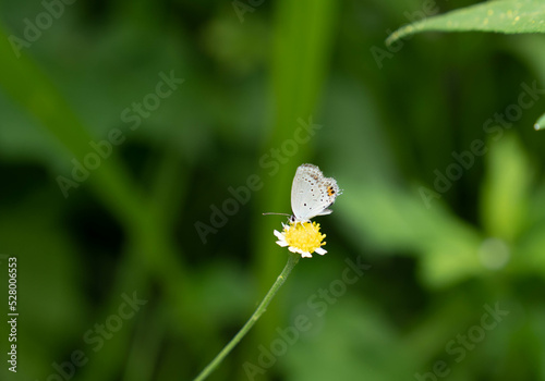 小さくて可愛いシジミチョウ © Gottchin Nao