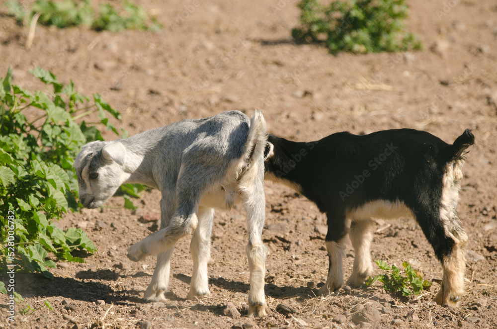 Kids of goat Capra hircus. San Bartolome de Tirajana. Gran Canaria. Canary Islands. Spain. Kids of goat Capra hircus. San Bartolome de Tirajana. Gran Canaria. Canary Islands. Spain.