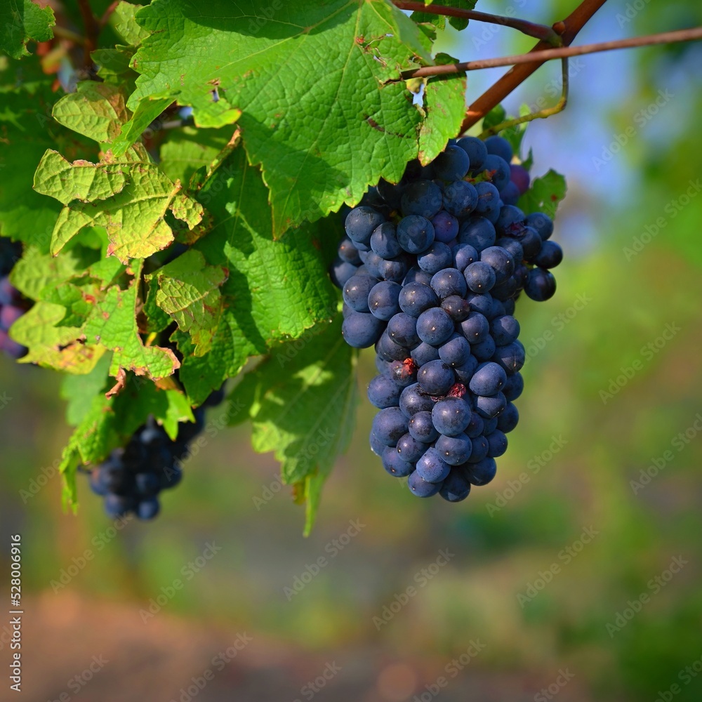 Beautiful fresh fruit - grapes growing in a vineyard. Harvest time - autumn fruit collection. South Moravian wine region - Palava - Czech Republic.